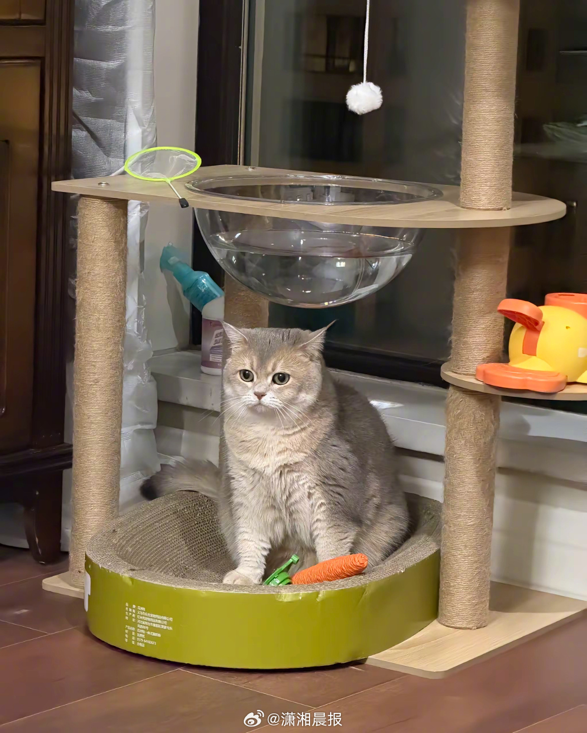 【#猫爬架透明碗养鱼变凸透镜引火灾#】#男子回应猫爬架透明碗养鱼变凸透镜#5月1