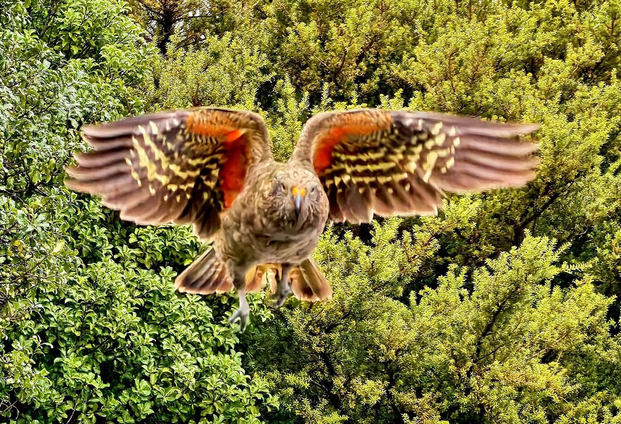 在新西兰南岛有幸（手机）拍到了新西兰独有的高山鹦鹉（拍摄地：库克山）；蓝色小企鹅