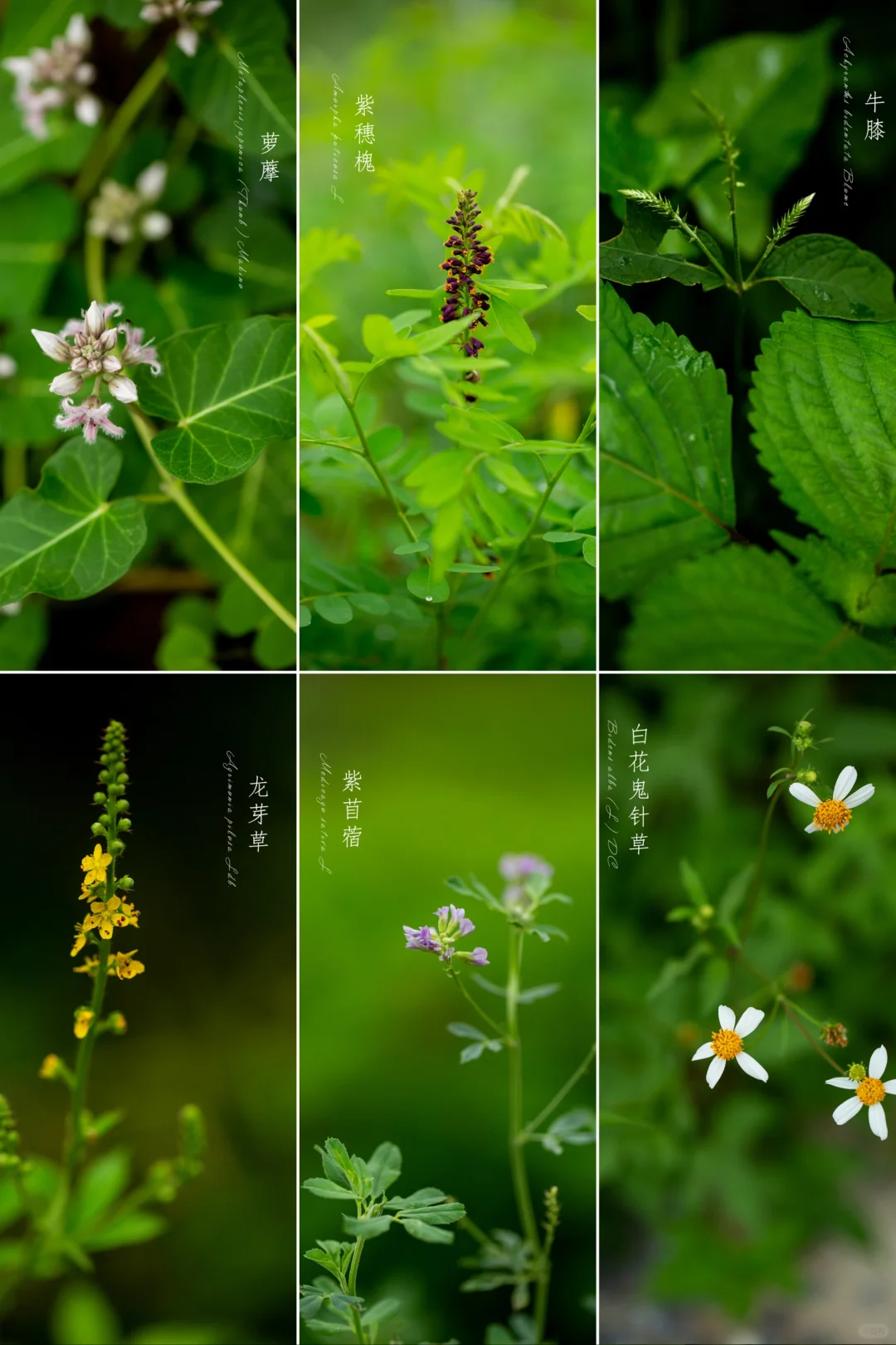 秋花落更迟