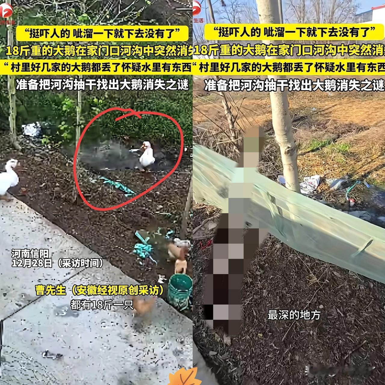 解释不清了！河南一只18斤大鹅去河沟喝水，结果下一秒，大鹅突然在水里扑腾，呲溜一