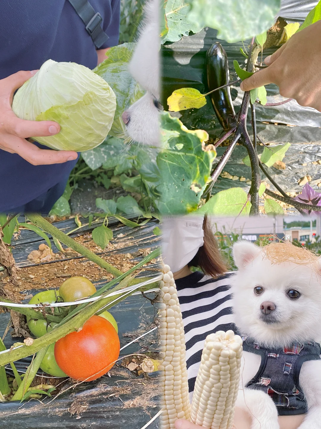 关于我在🇰🇷给小狗种菜这件事🌽🍅🥬🥦