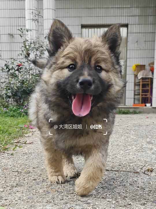 狼青色土松弟弟像狼吗？不像我删了