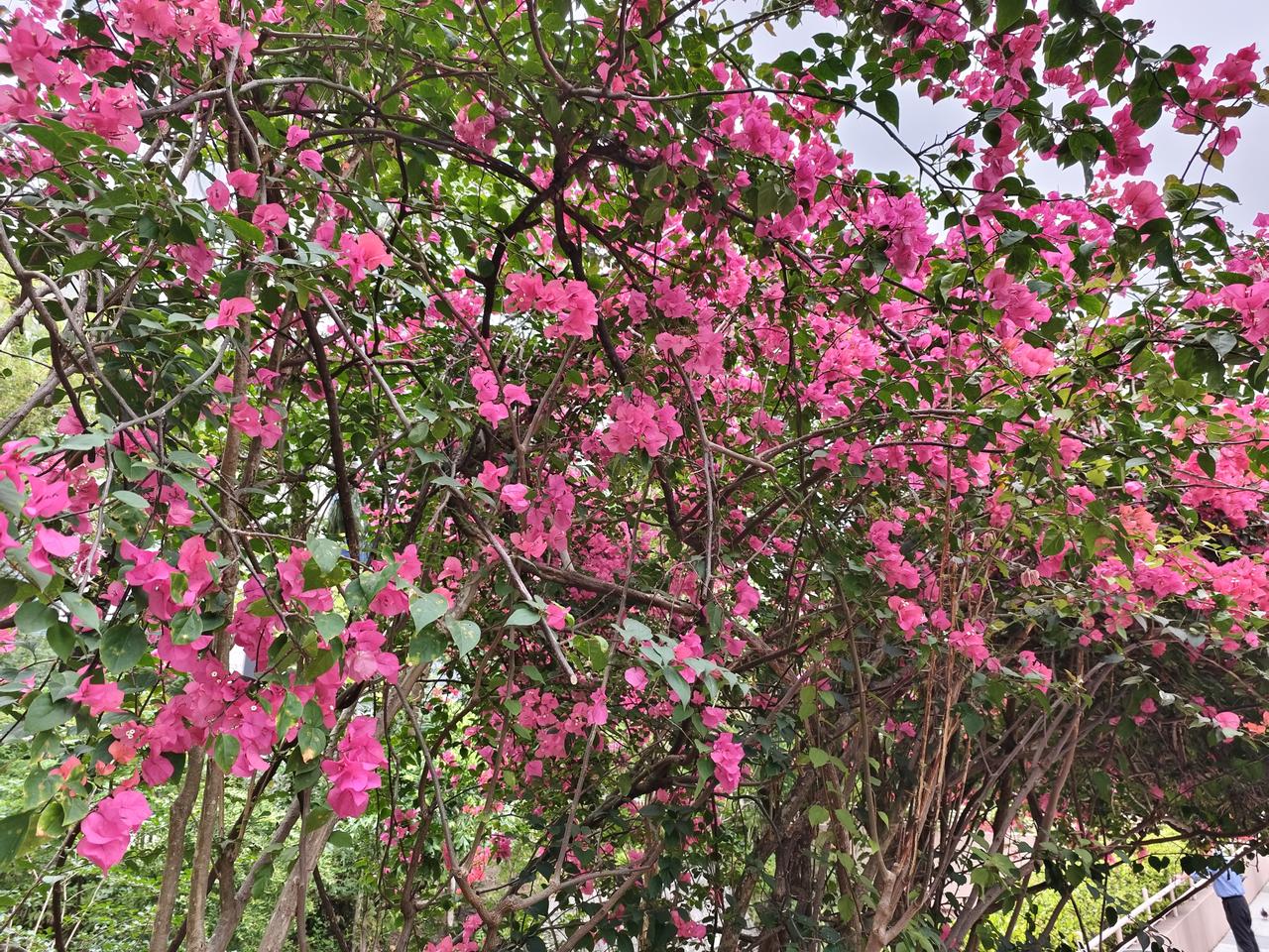 晨跑三公里，一百个俯卧撑，卷腹，哑铃，开合跳，正心正念，坚持做长期正确的事，适当