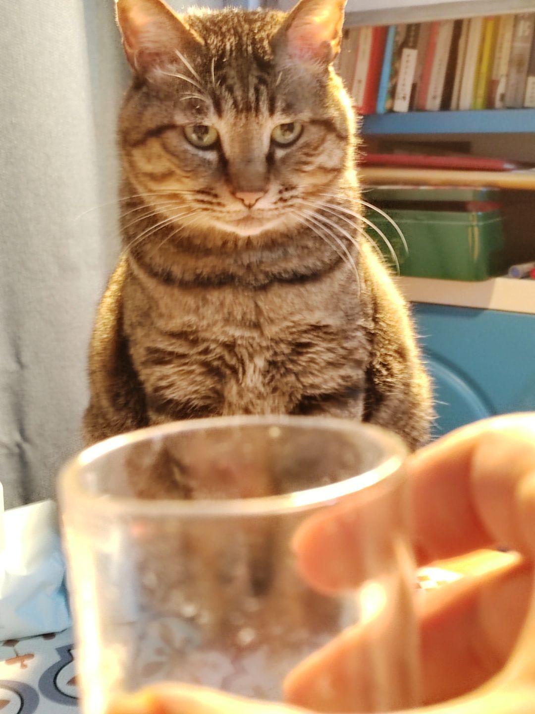 和猫孩子干杯