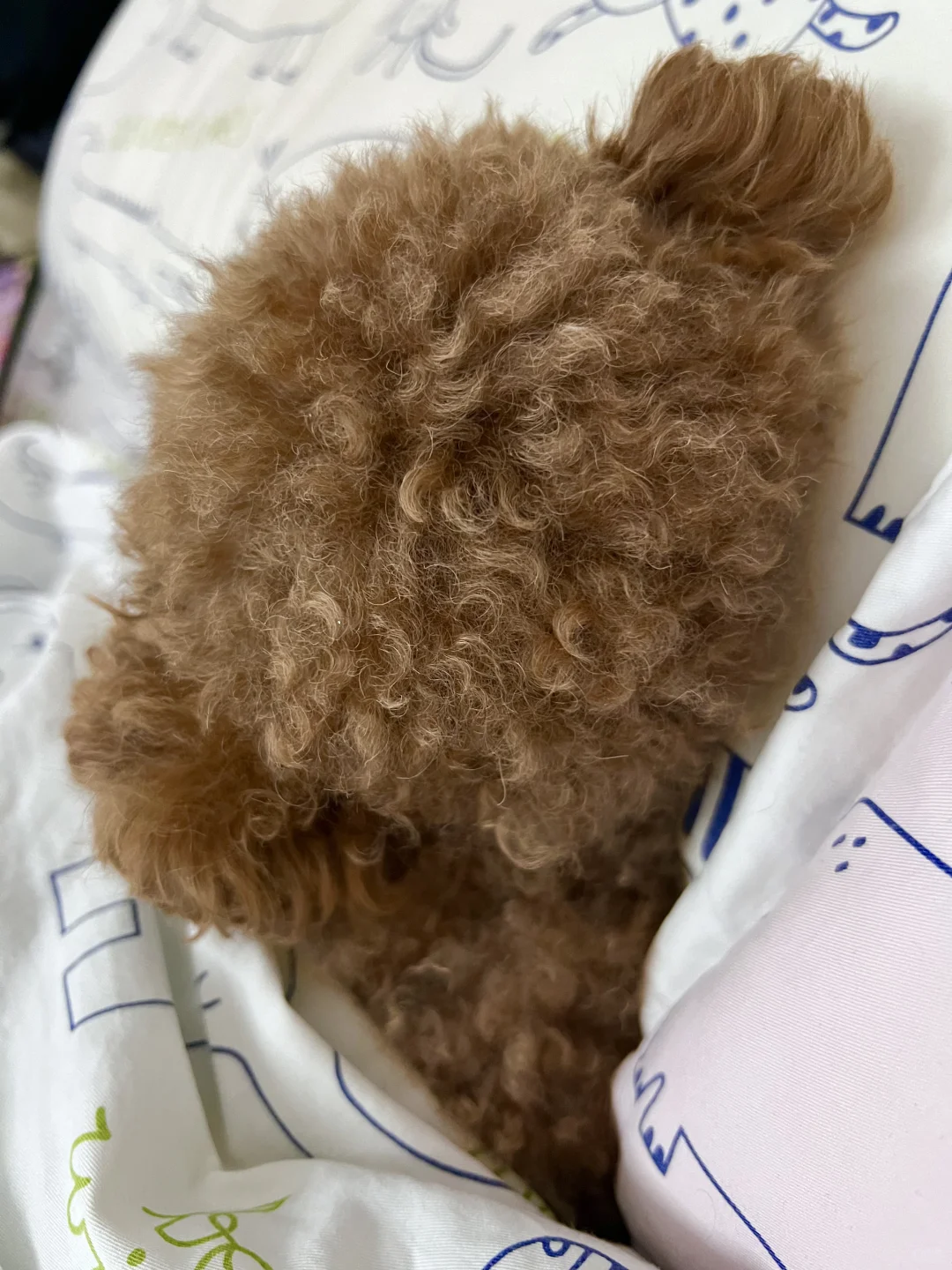 喜欢背对着我睡觉的小脑袋