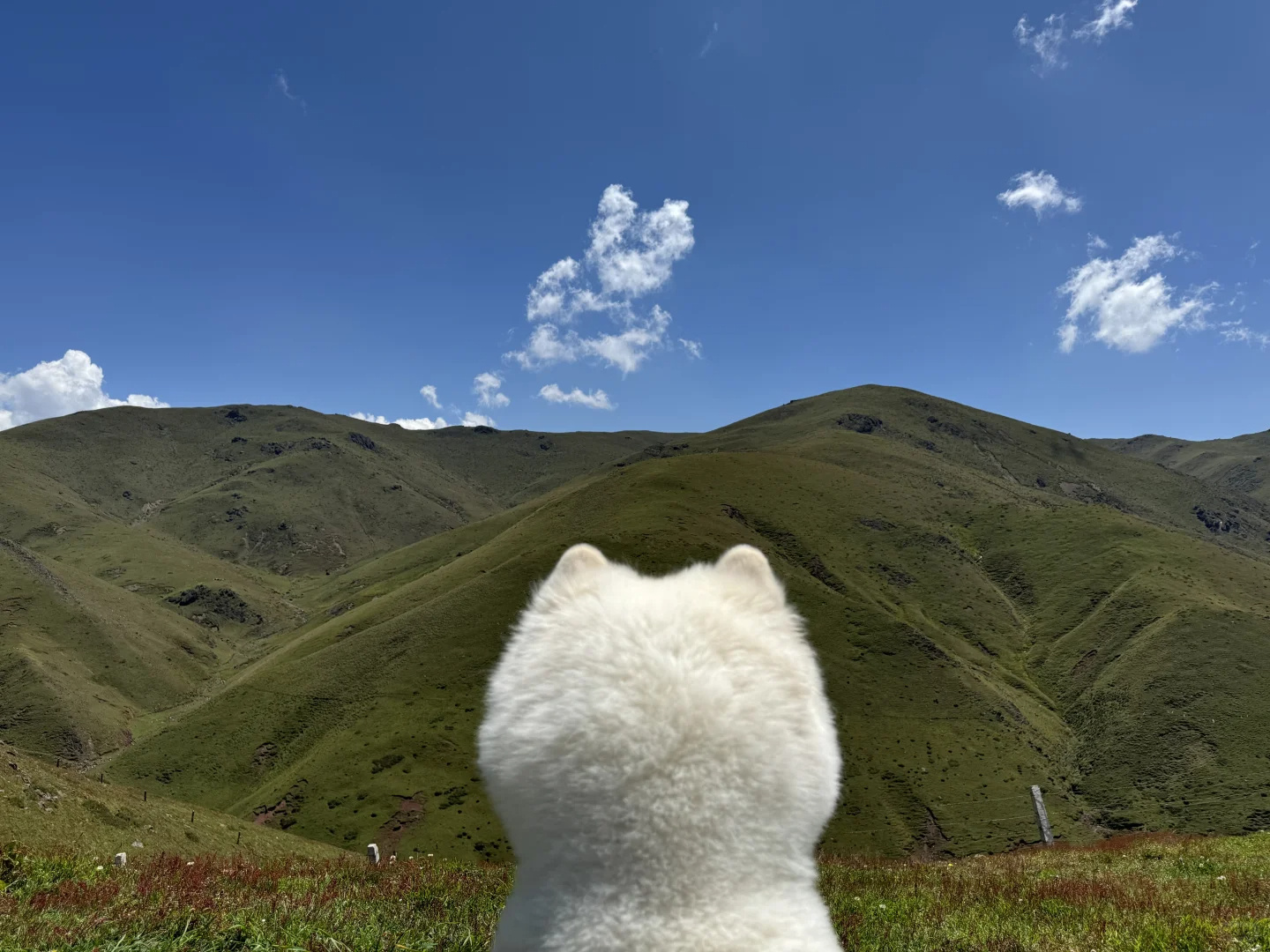 妈说得没错，人生是旷野 ​​​