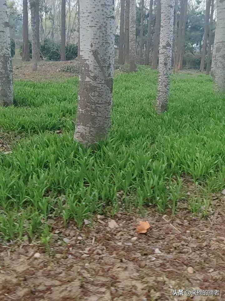 早上起来跑步三公里，前两公里有点累，之后就顺畅多了。
樱花开了，迎春花开了，草也