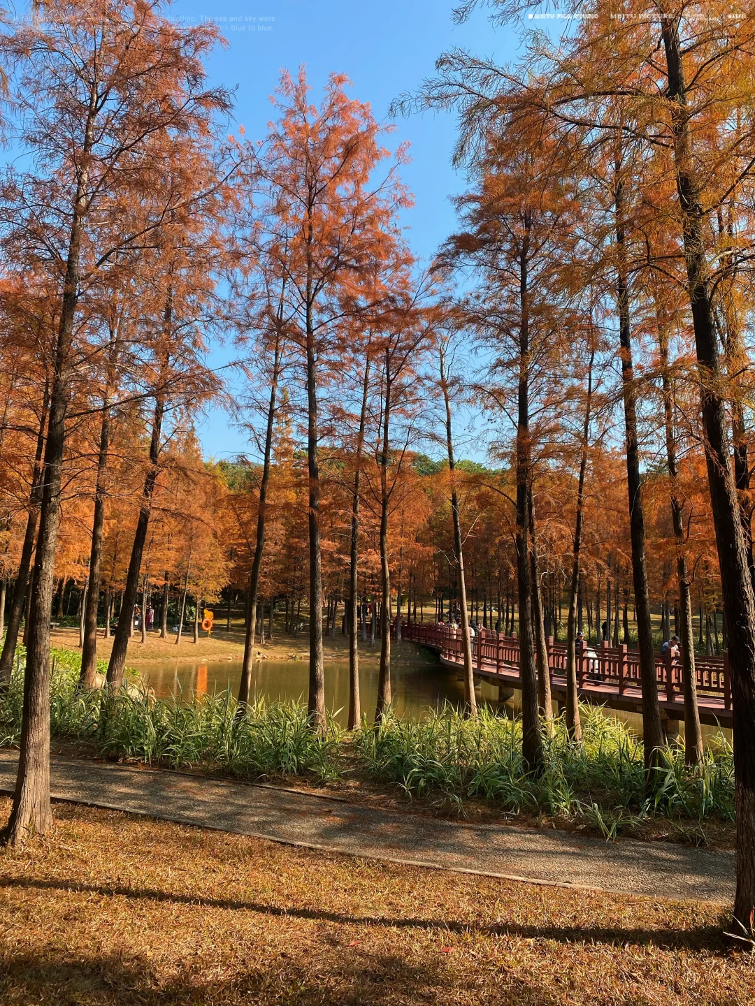 接下来的落羽杉🍁将会成为深圳秋冬氛围主题