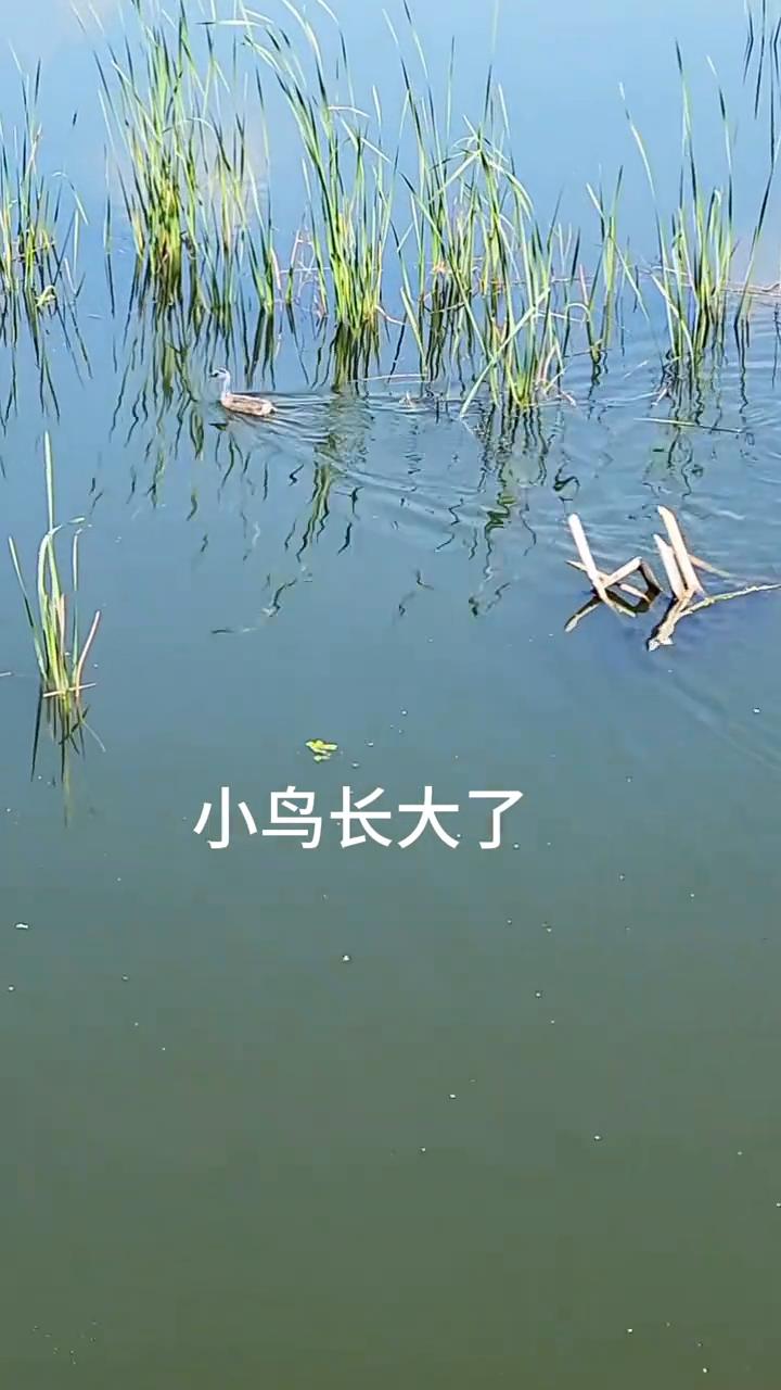 小鸟长大了。