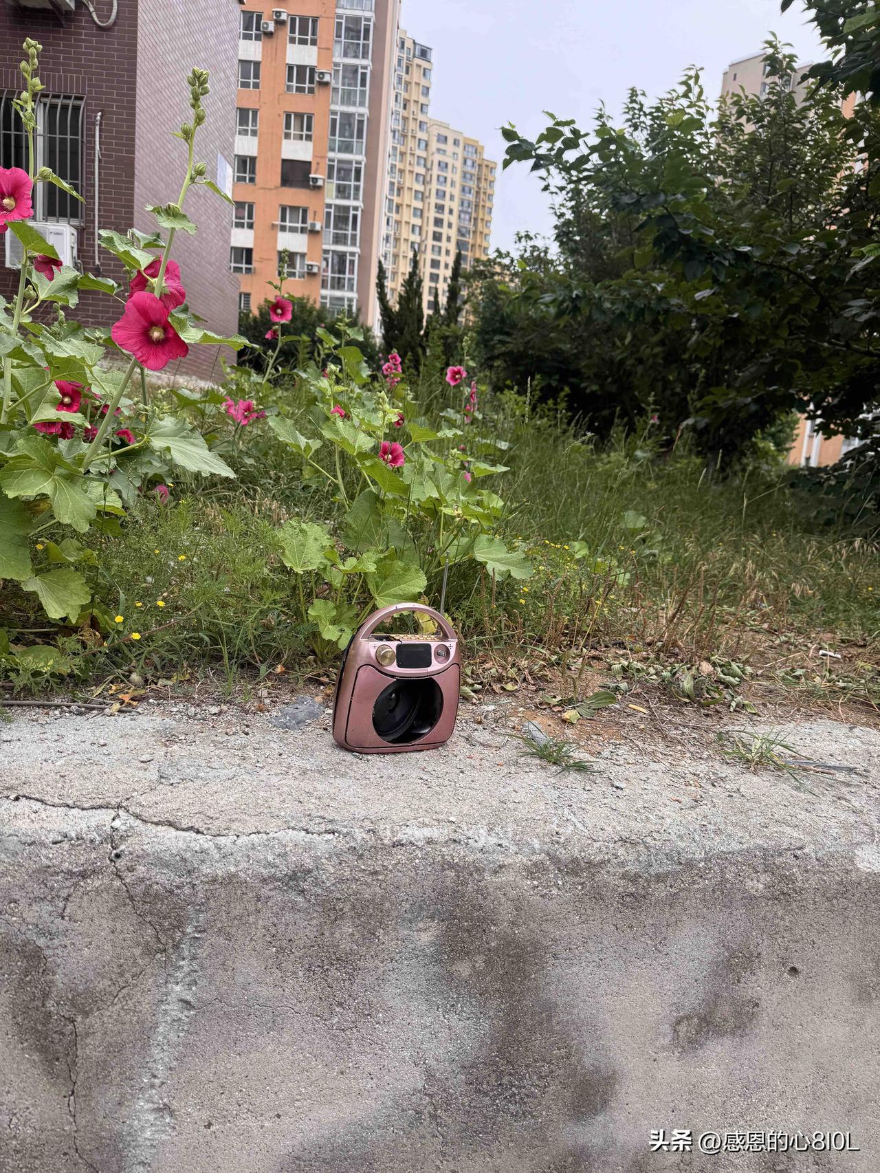 久违的路不拾遗，在我们小区遇见了

今天在小区遛狗，看到一个小小的音箱随意放在路