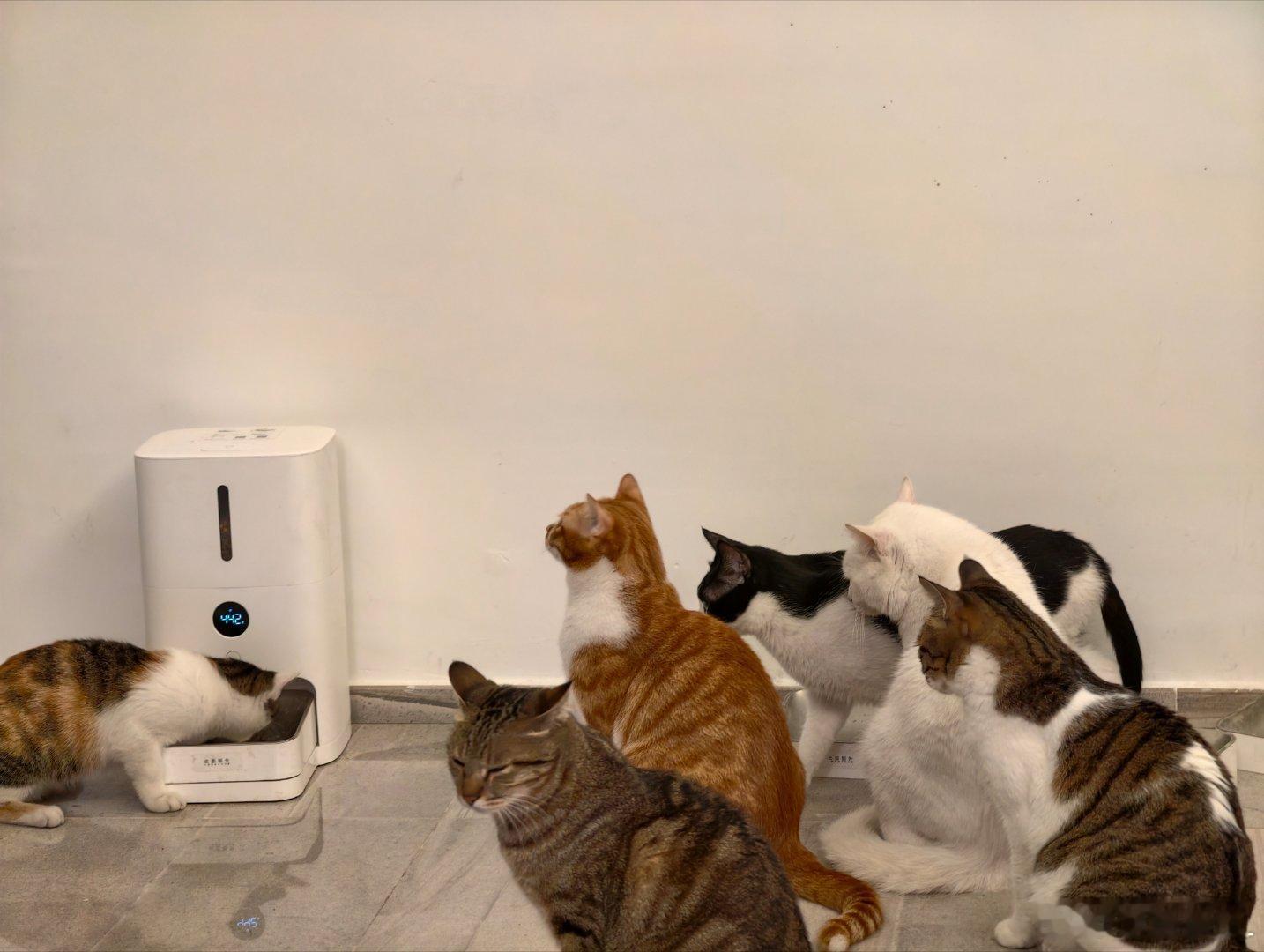 唉，每天早八猫主子们准时催命。想睡懒觉在家都没戏！铲屎官也太惨了吧…养它们有什么