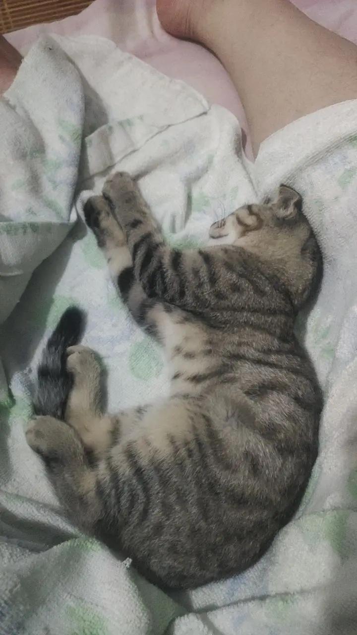 丢了好几天的豆豆找到了，回来撒娇卖萌 猫式睡 猫咪 小奶猫 宠物猫睡姿大赏