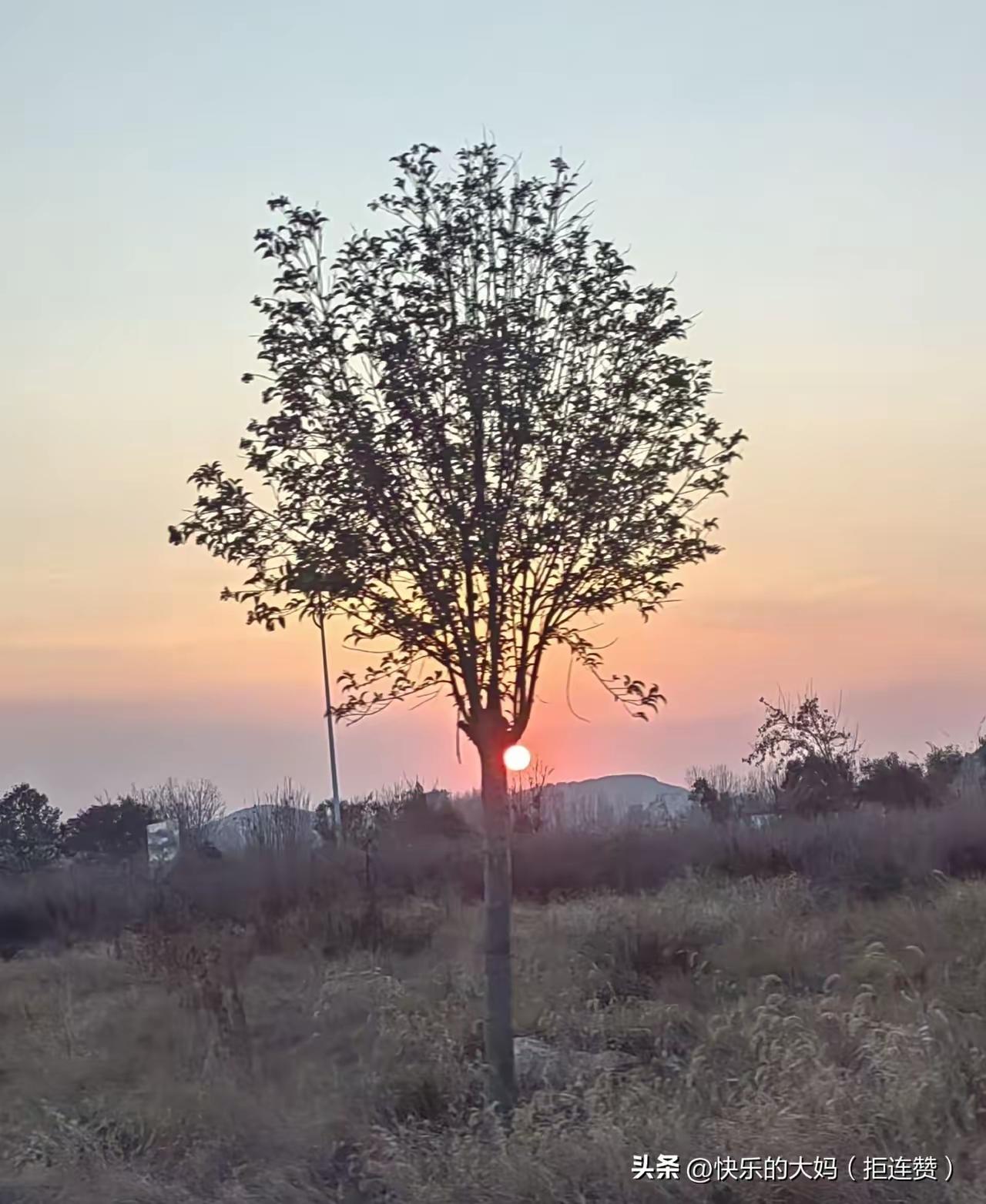 分享手机里的花花草草