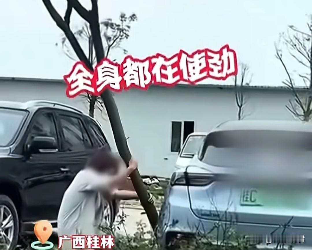 桂林女司机版“鲁智深”！倒车卡树直接徒手拔🔥
 
谁懂桂林妹子的硬核操作！倒车