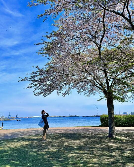 海边的樱花树下