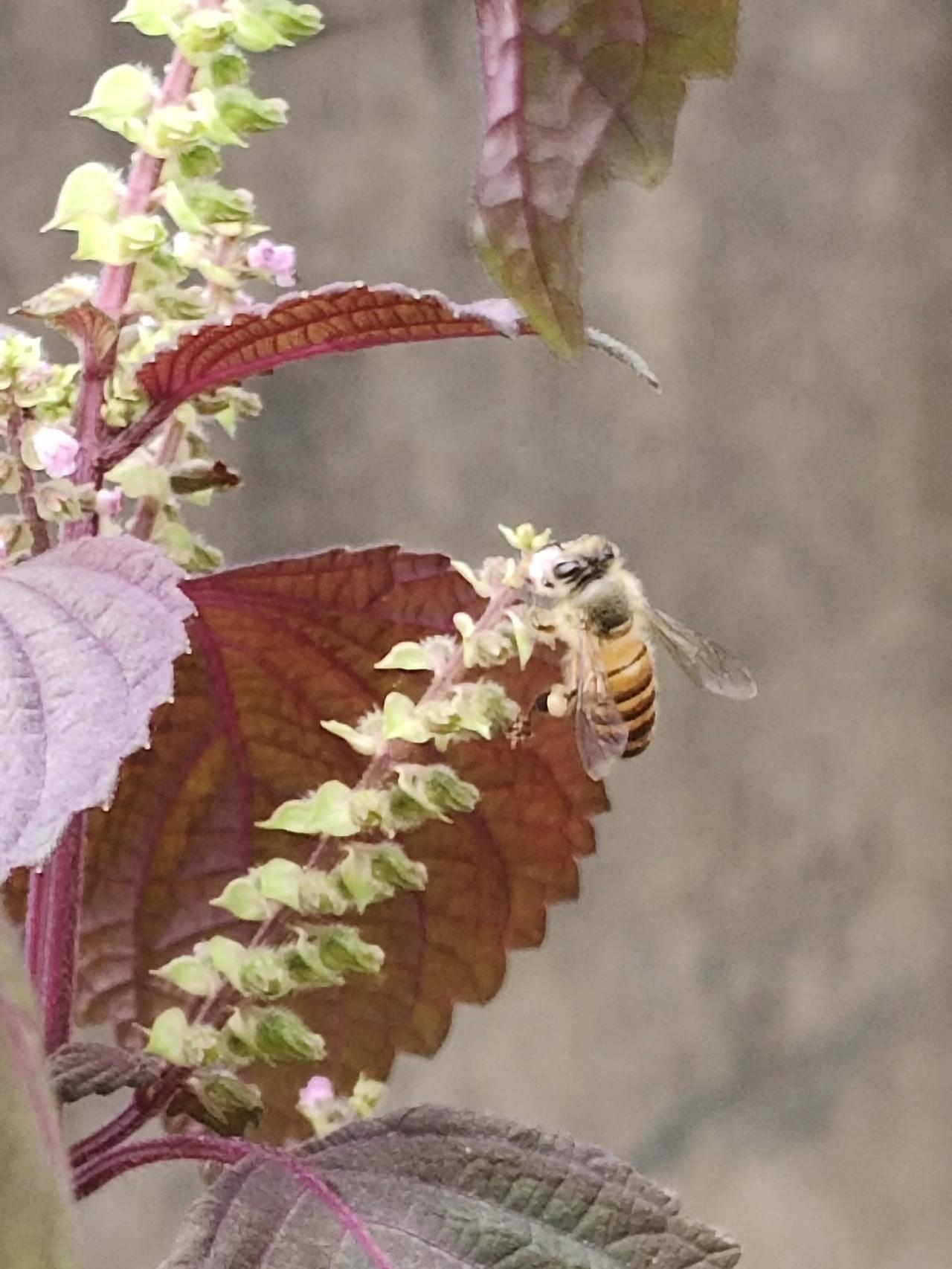 一只小蜜蜂，飞在花丛中。
无名小野果，引人忆童年。