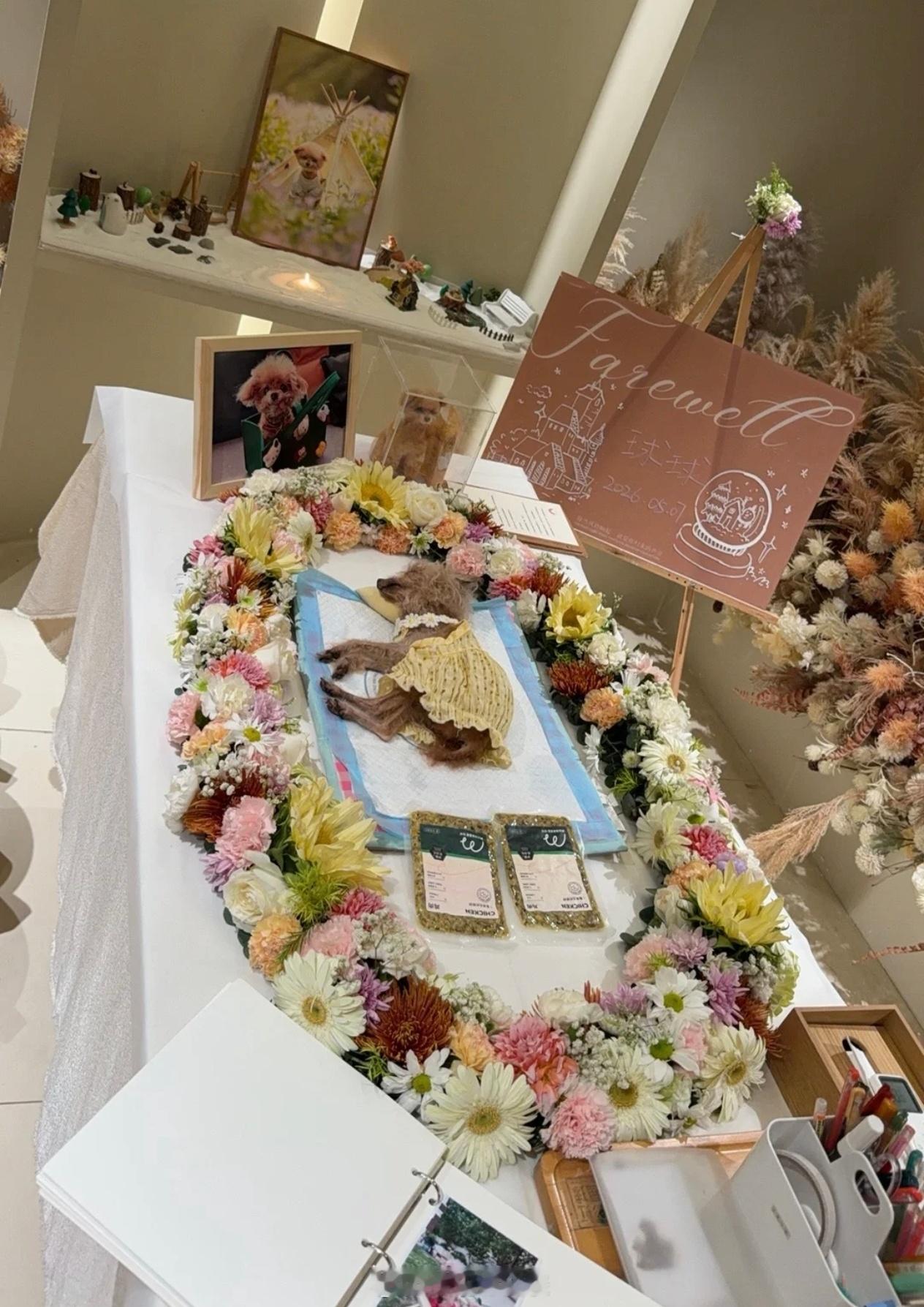 邓莎17岁狗狗去世邓莎为去世狗狗办告别仪式 邓莎17岁狗狗去世，办告别仪式好感人