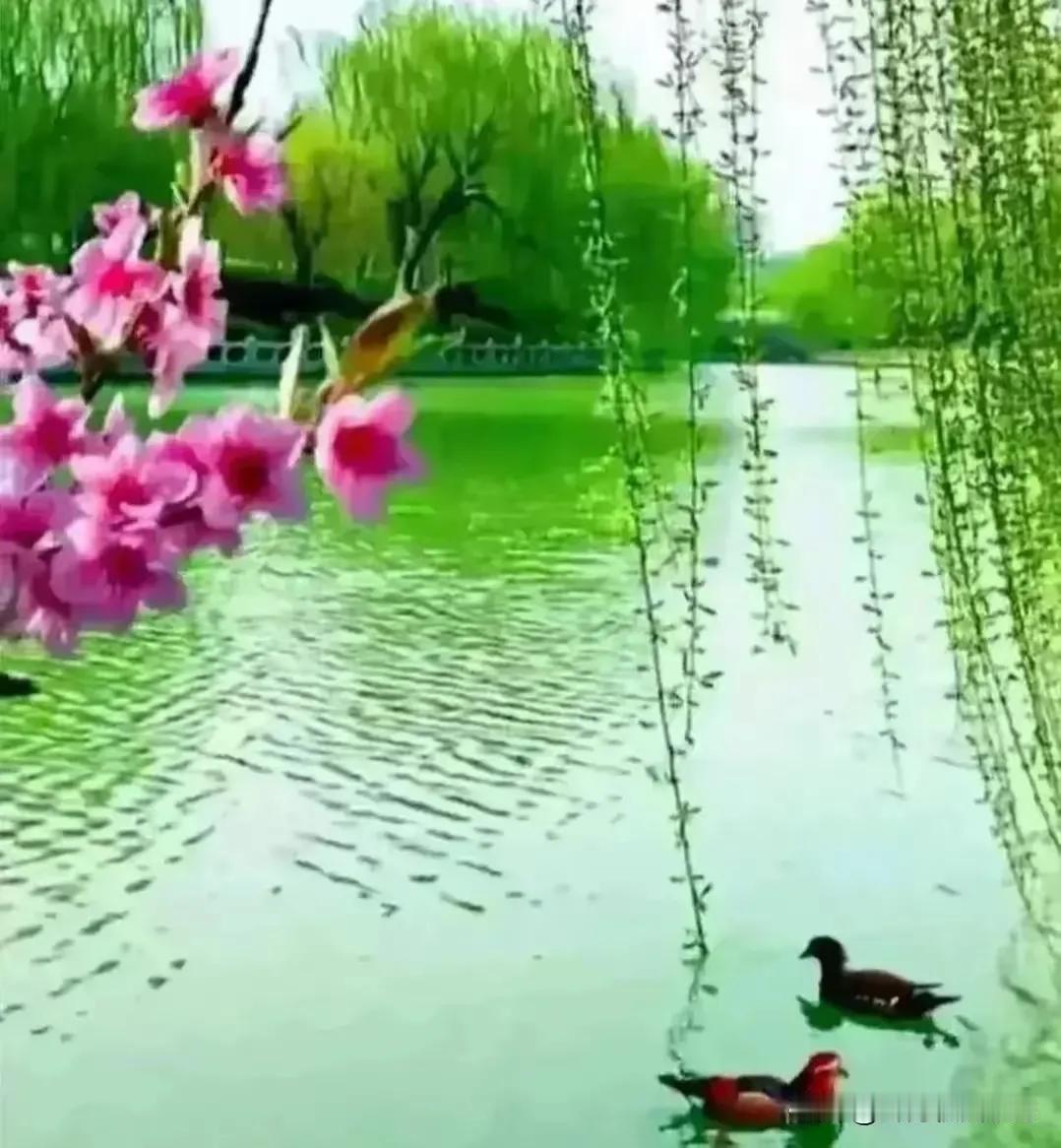 朵朵红花迎雨露，
丝丝绿柳舞春风。
网络图片