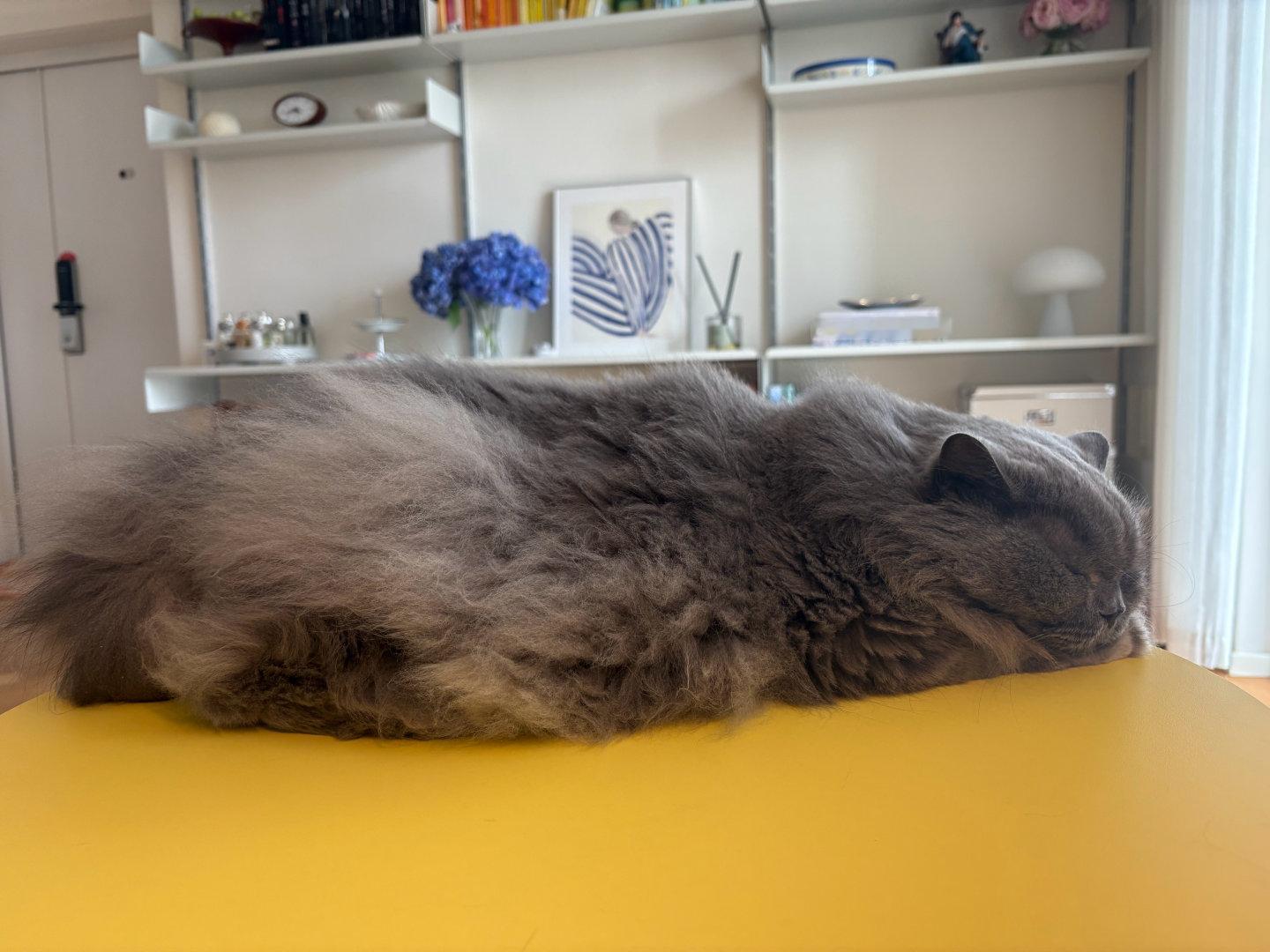 十一年了，我终于放下了对秩序感的执着，开始理解猫猫的需求。小南瓜喜欢这个小桌子，