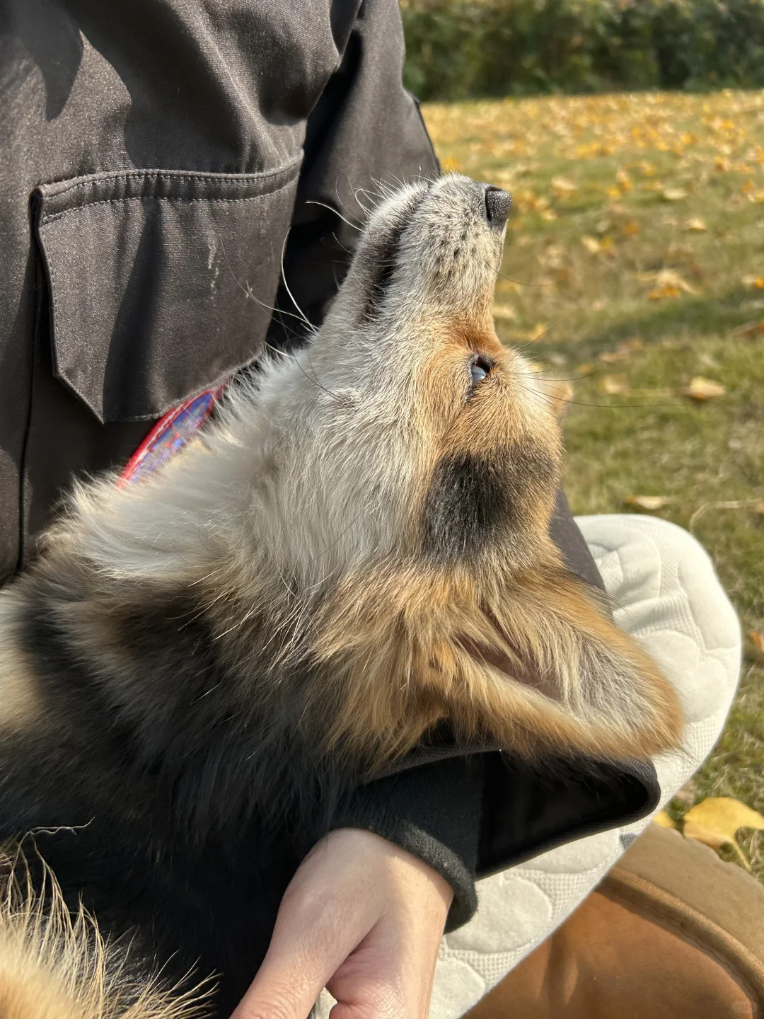 狐狸狗这几张真的好像狐狸啊