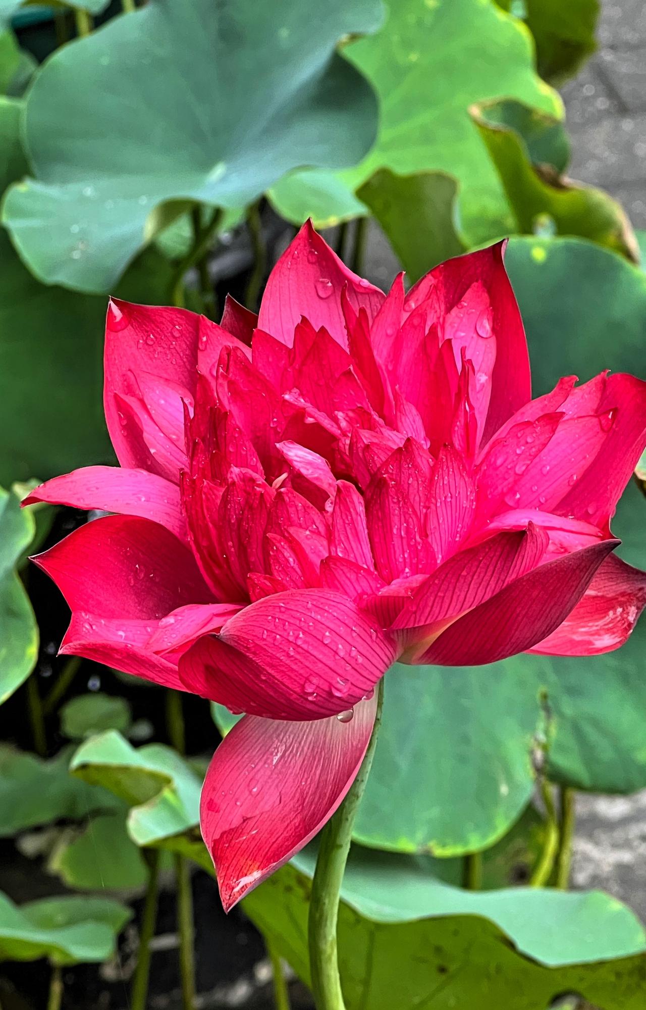 绝美花朵随手拍