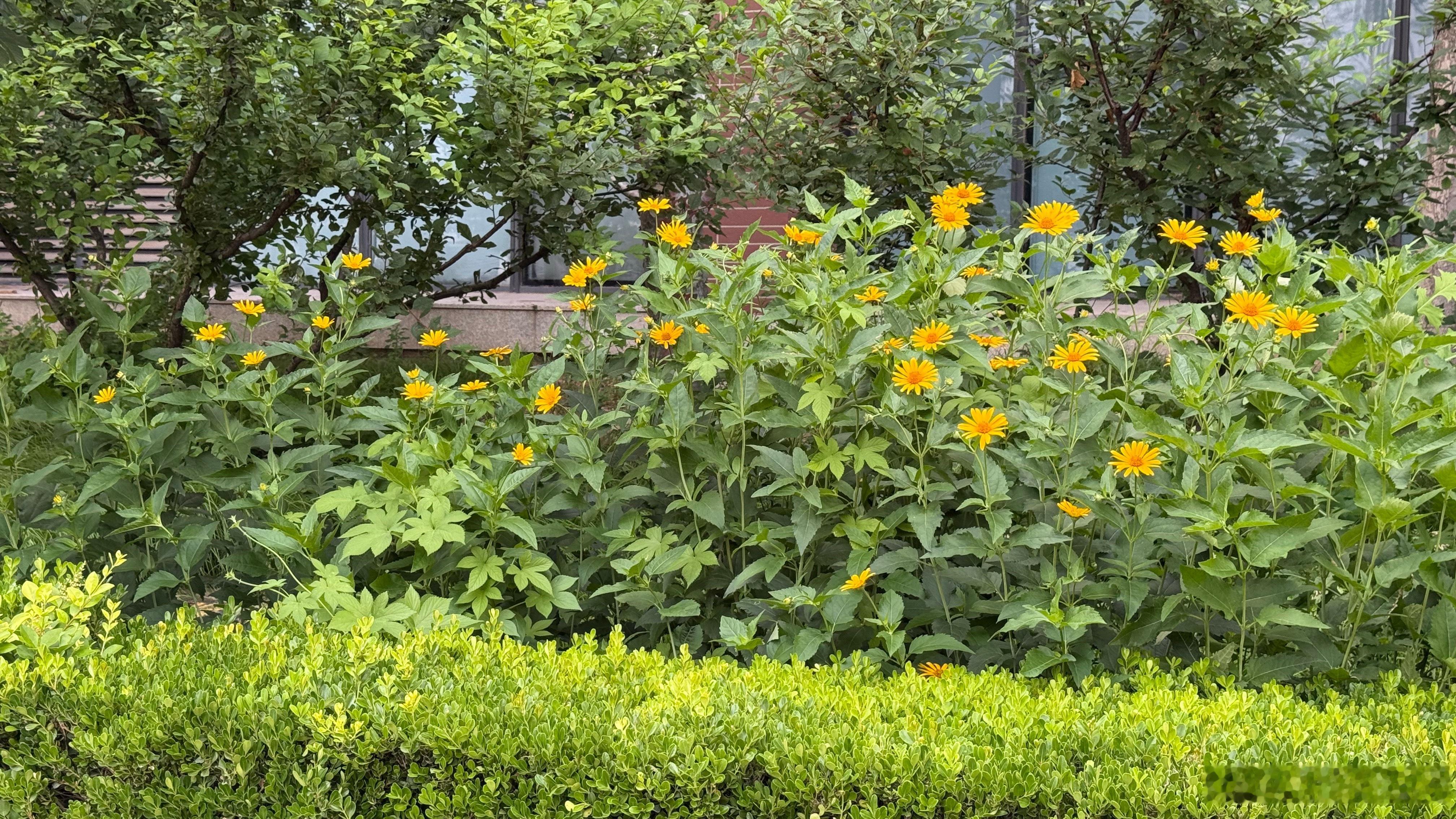 夏天不是花季，但是花还是有的。 北京·清华大学