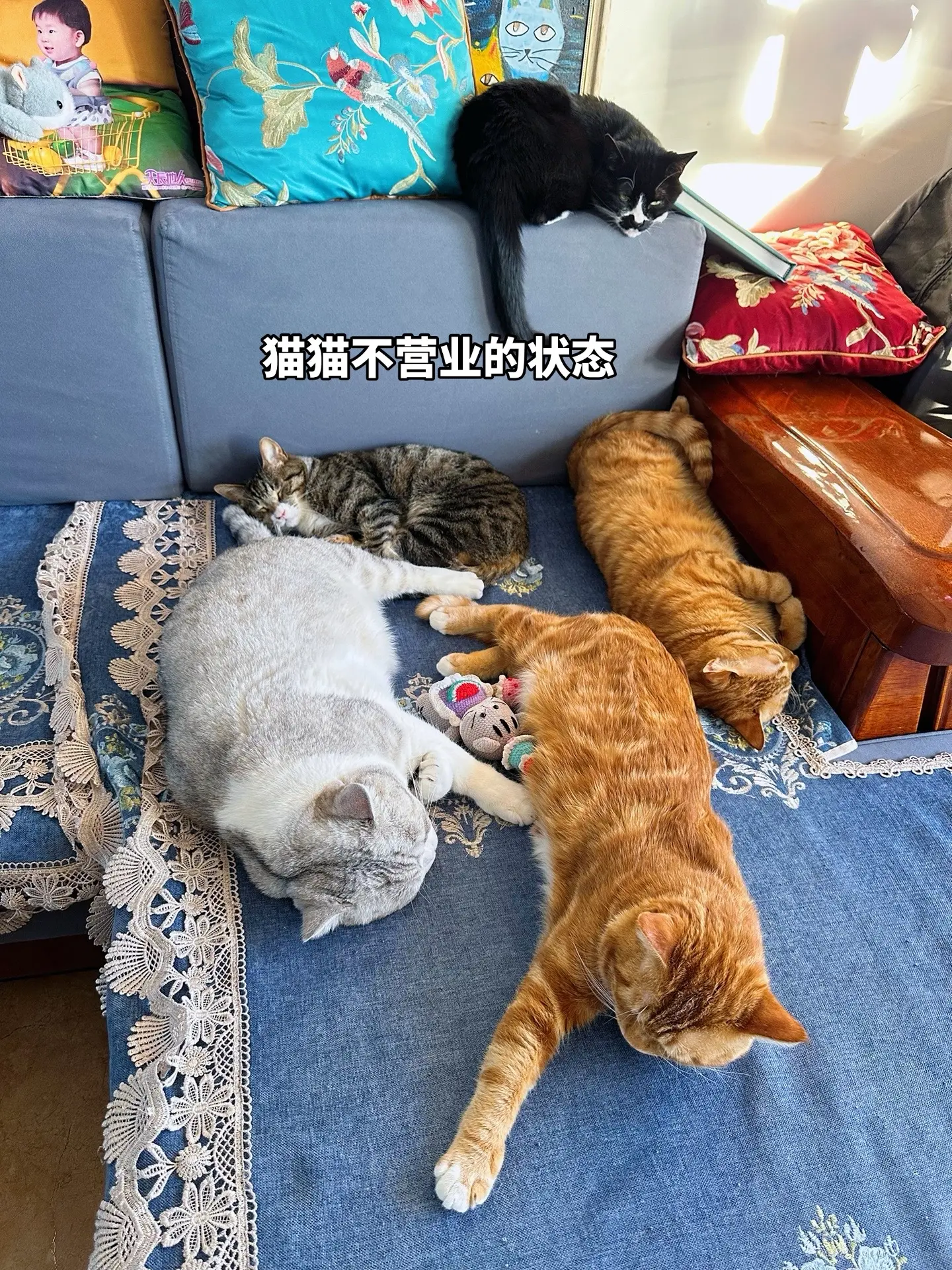 怎么猫猫也会看人下菜碟吗？