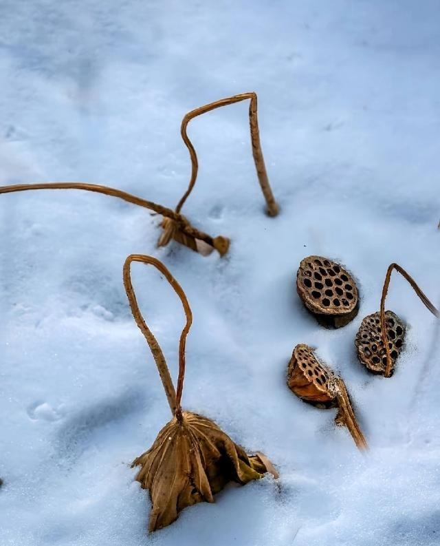 冬日风景（第144期）｜公园拍摄雪中残荷：枯槁风骨遇上纯净雪意，这些技巧更容易出