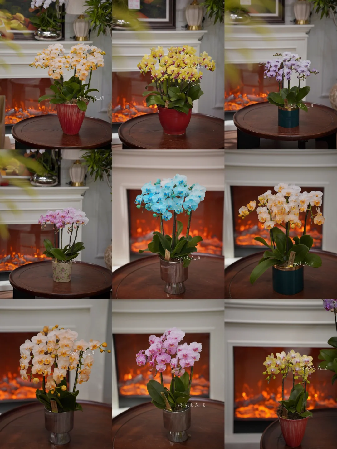 年宵花｜幸福向你飞来