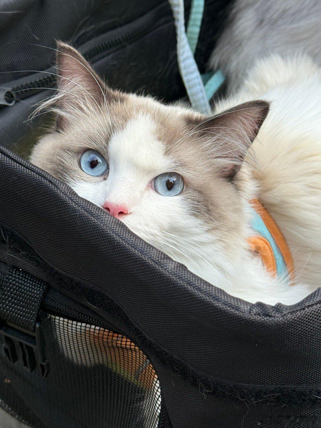 希望我的小猫健健康康❤️猫咪摄影我的日常plog  ​​​