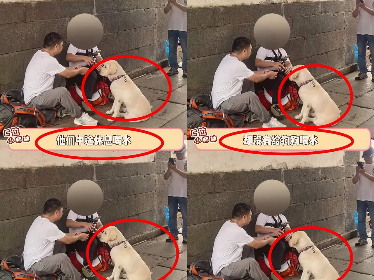 “导盲犬爬泰山？网友炸锅：心疼芬迪！”  

山东一对盲人夫妻，硬拉着3岁导盲犬