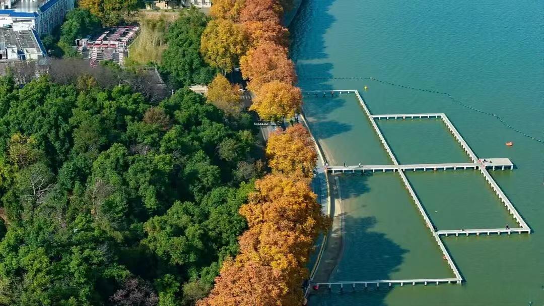 【东湖南路的初冬浪漫】满径梧桐黄，是初冬的东湖南路写给东湖的情诗；一路保洁忙，是