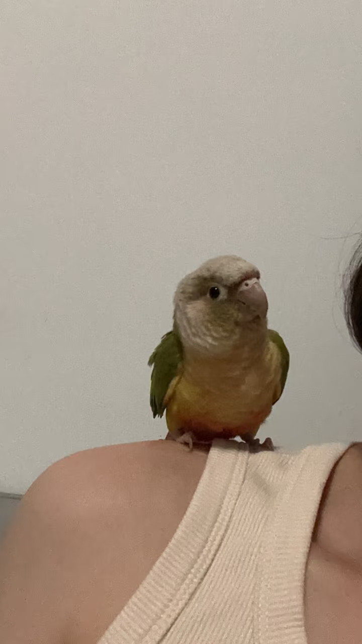小新最爱妈妈
