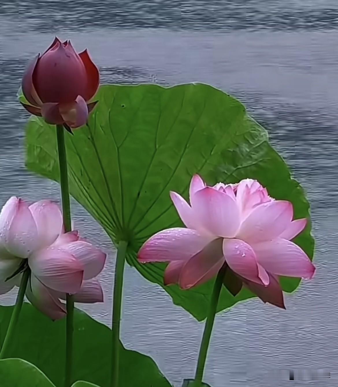 听雨落，看花开，
雨中赏荷，别有一番风味‼️