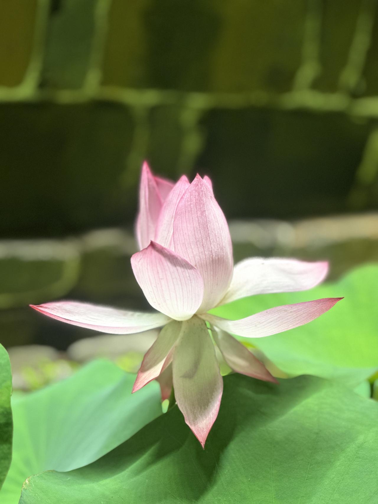 小时候，我性子特别野，男孩子玩的那些，除了不会爬树，我几乎样样都会、样样都敢。翻