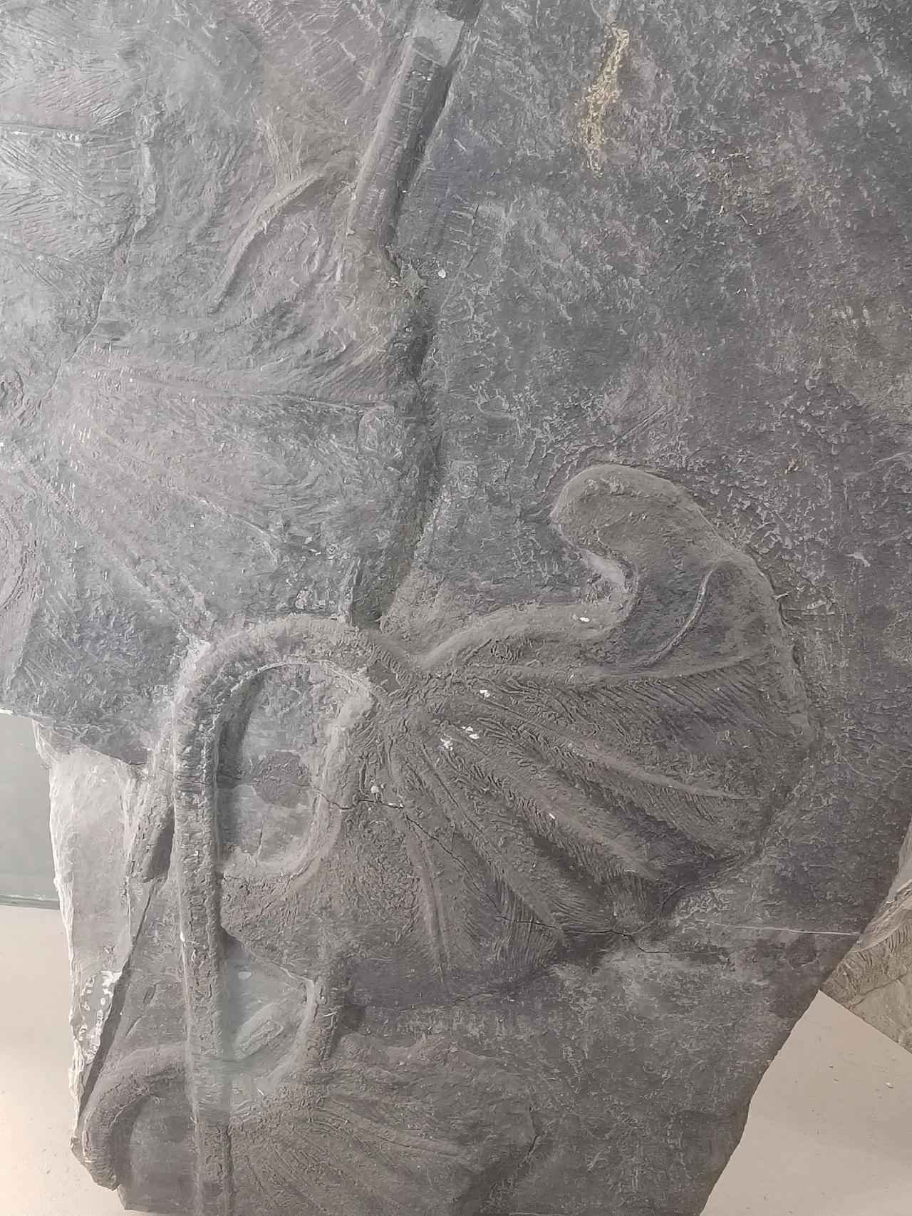 神奇的植物化石是什么植物的?
在博物馆里拍到了多种植物化石，其中一块荷叶子的化石