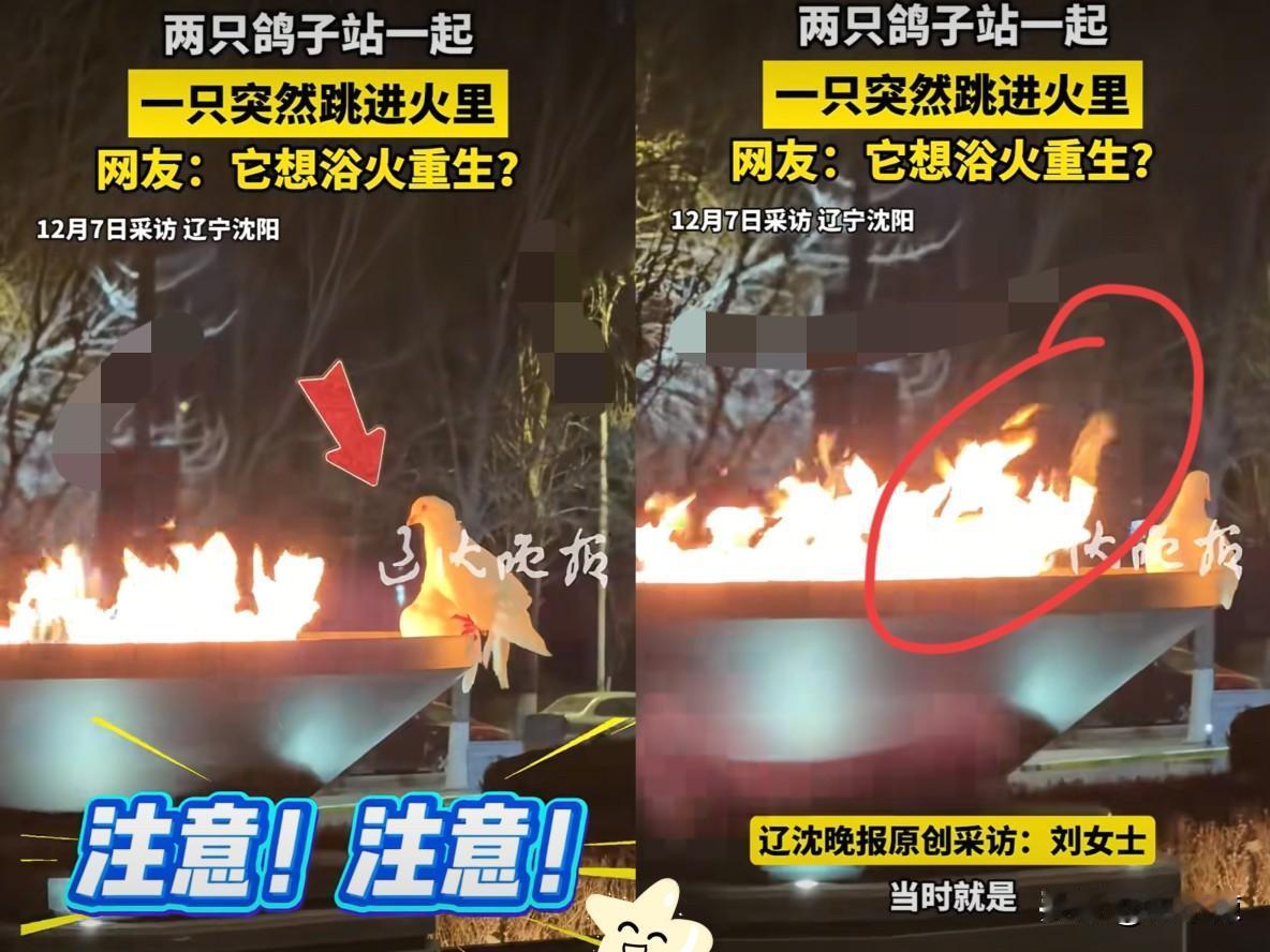 辽宁沈阳，一女子看到两只鸽子蹲在一火坑前，一开始以为俩鸽子在火坑前取暖，越拍越不