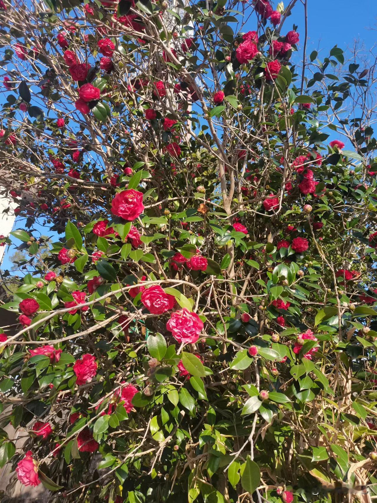 今年冬天的不同艳红山茶花簇满枝桠，浓瓣裹着晴光，衬得蓝天更清透。翠叶夹着新苞，风