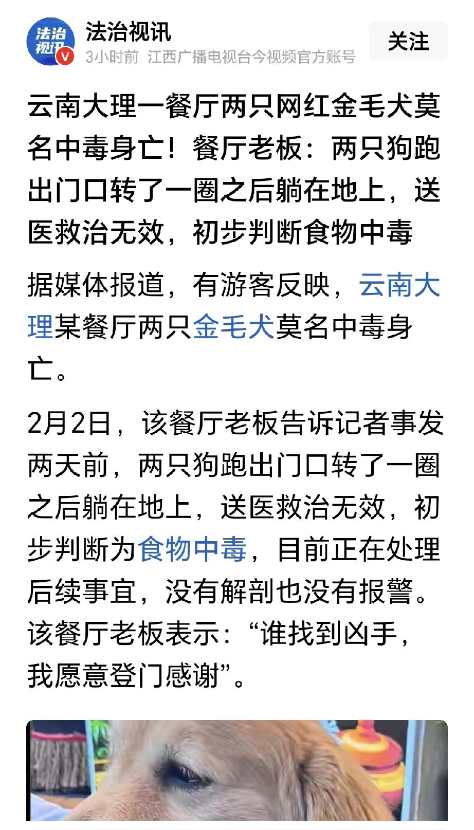 看了这则消息，心中着实有些不解。
一个餐厅的狗主人，放任自己养的两条金毛犬到外面