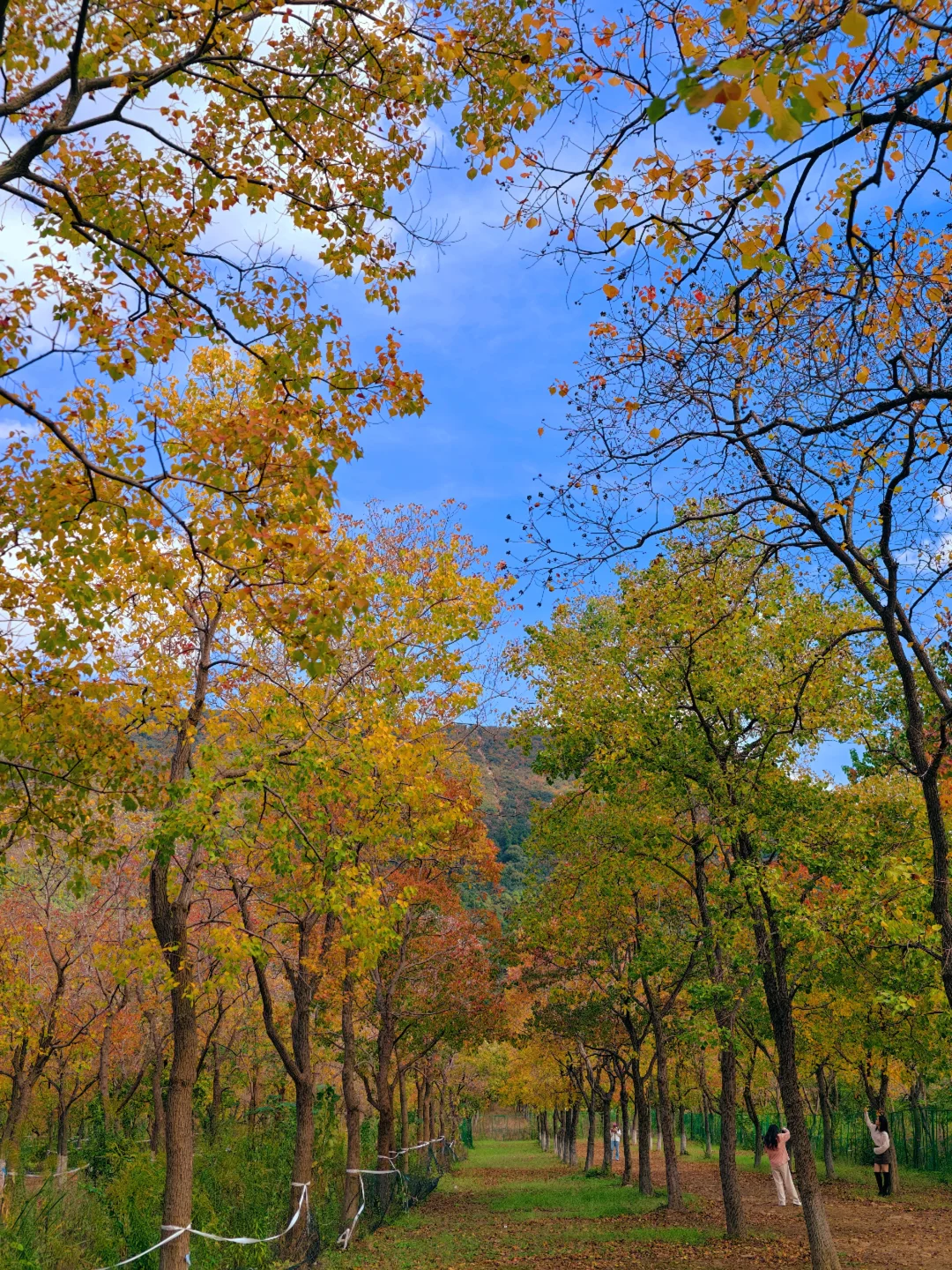 我找到了！！苏州秋天的绝美乌桕树林！