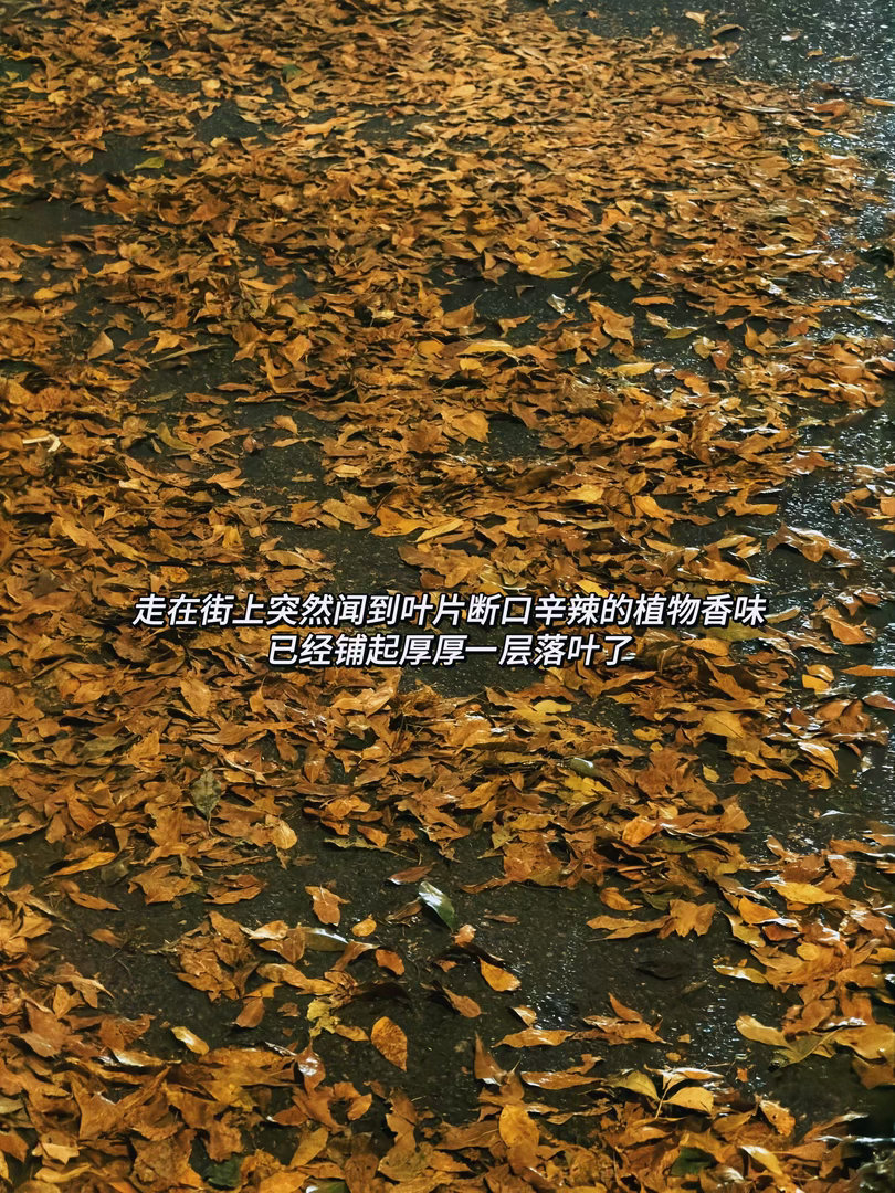 日常碎片plog 今天踩在金黄的落叶上随机到了brave heart，突然觉得好