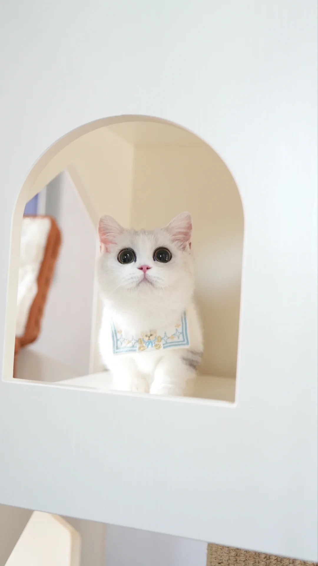 胖成方脑袋嘞 银白曼基康矮脚猫