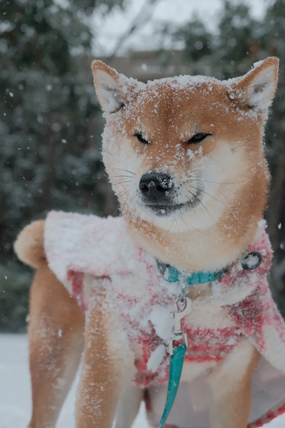 完全小狼来的🐺