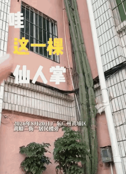 广州黄埔这棵“霸王花”，真的把“无心插柳柳成荫”演成了现实。

二十多年前，一楼