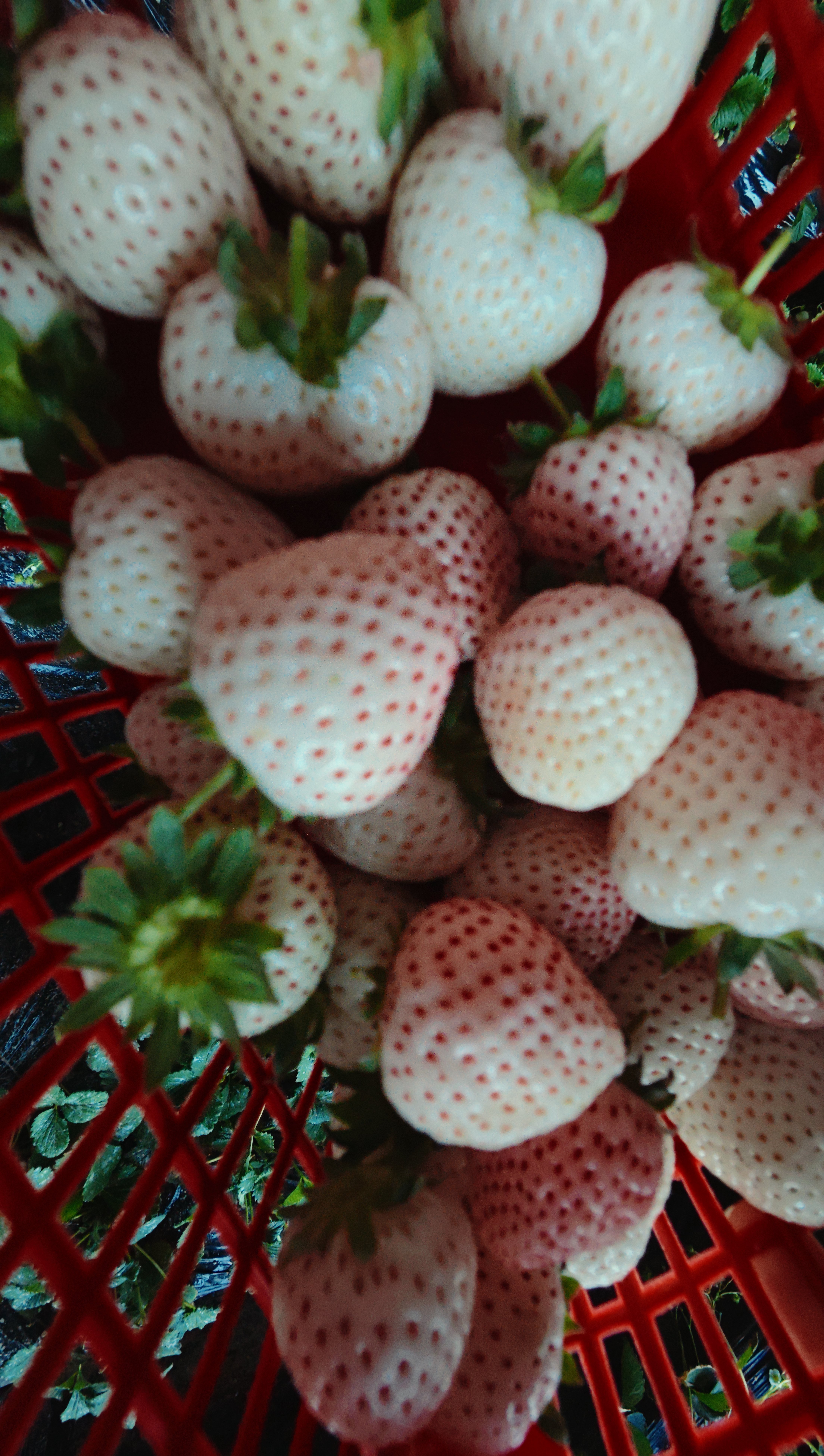 黑草莓售价高达300元一斤现在又有黑草莓了吗？我今年刚把白草莓实现自由，往年一百