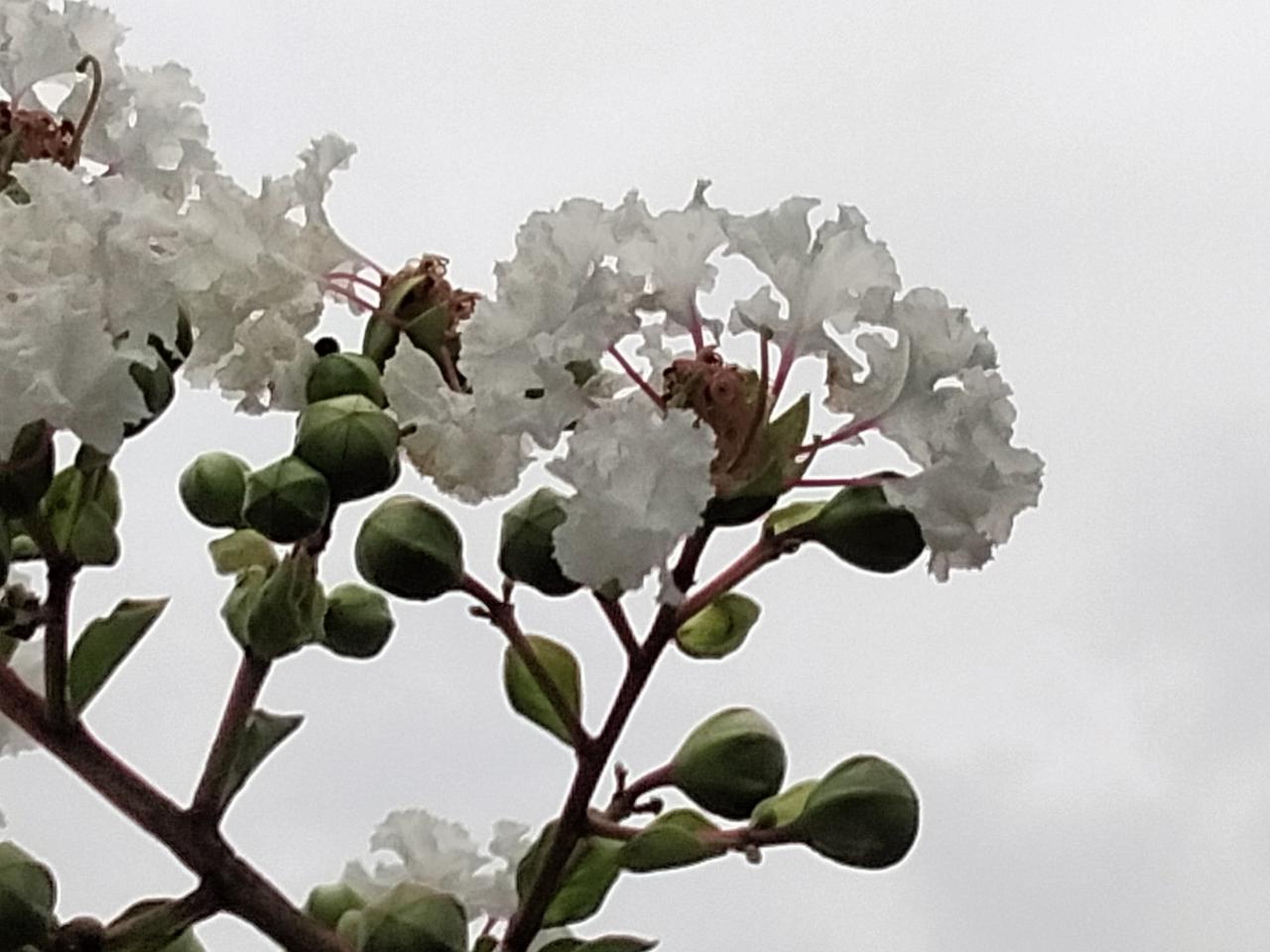分享你手机中的花花草草紫薇花“经典园艺“变种””银薇。