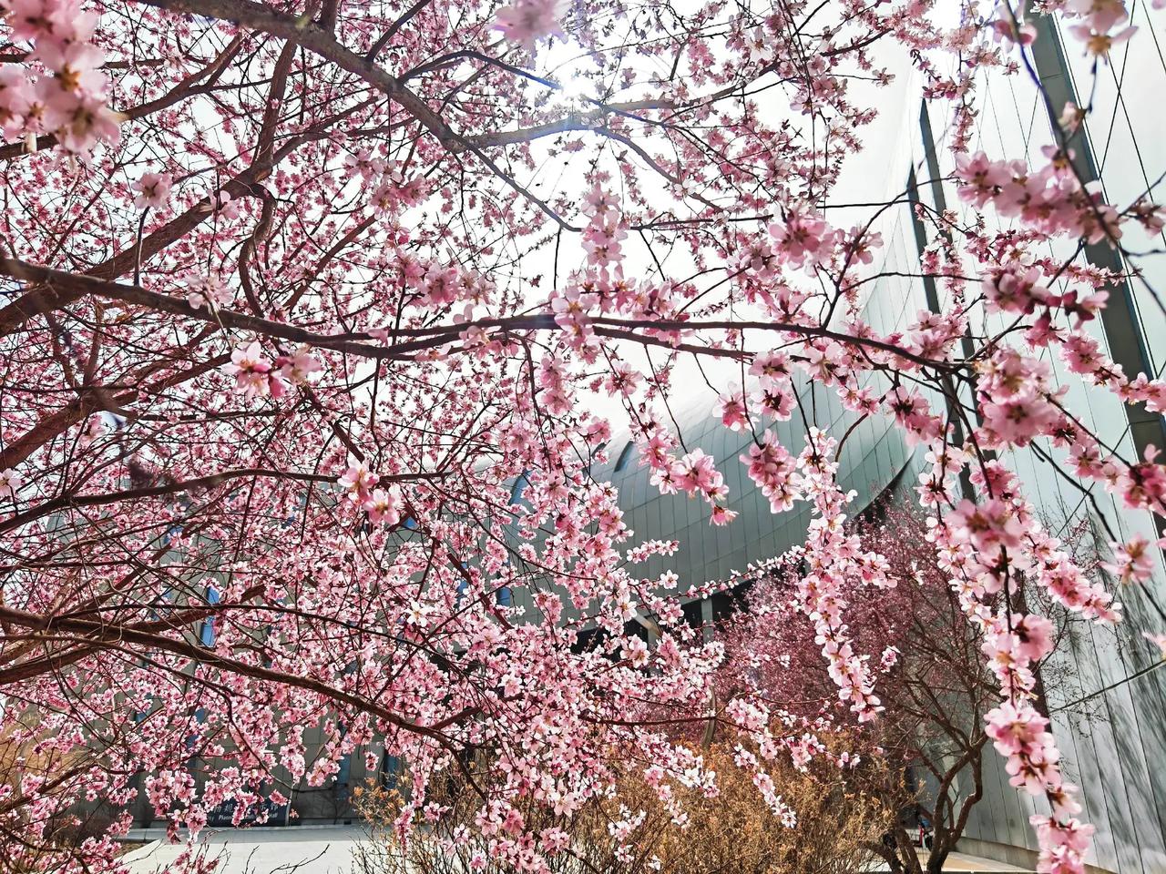 啊春天来了，你看。