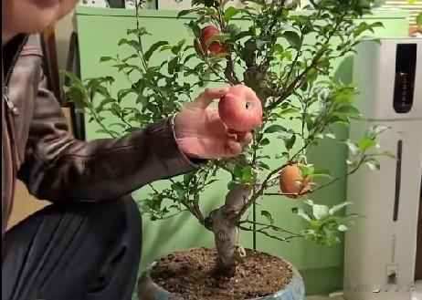 2月3日，天津一男子从市场上花了200元买回一棵盆栽苹果树，回家发现树上硕果累累