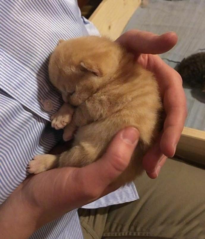 小橘猫在主人怀里熟睡，感觉好暖心！