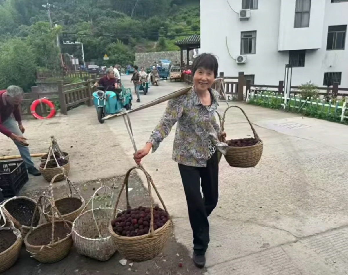 宁波村干部搭桥拓销路杜岙村4万斤尾季杨梅顺利售出 2026年慈溪杨梅季临近尾声，